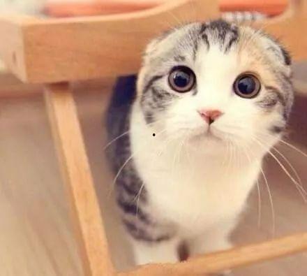 吃瓜娱乐君折耳猫,吃瓜娱乐君带你揭秘网红宠物的魅力与争议